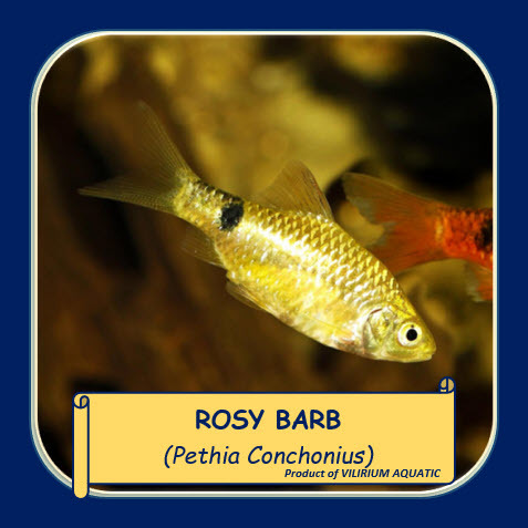 IKAN HIAS AIR TAWAR - IKAN BARBIR / ROSY BARB / PETHIA CONCHONIUS