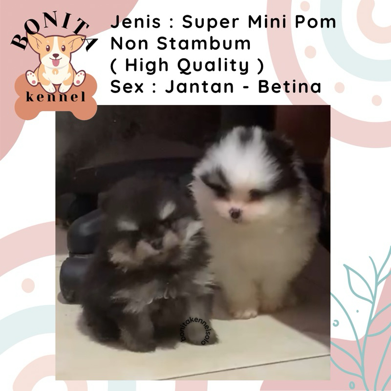 Super Mini Pom Non Stambum Snow White Sable Particolor Jantan Anak Anjing Minipom Mini Pomeranian
