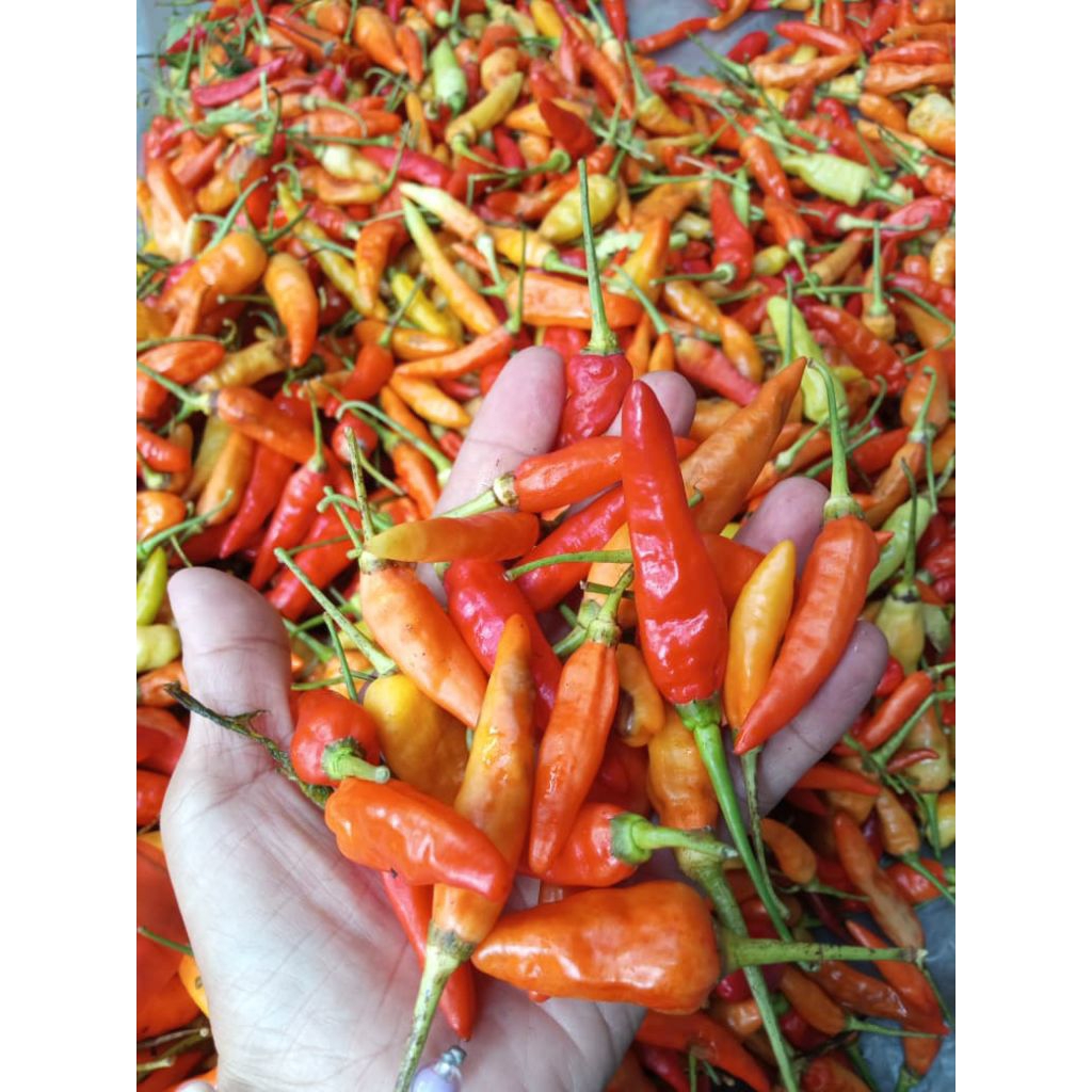 

Lombok Sret / Cabai Setan / Cabai Sret 1kg