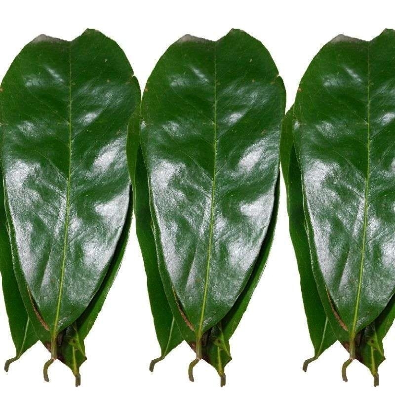 

DAUN SIRSAK SEGAR ISI 100 LEMBAR COD