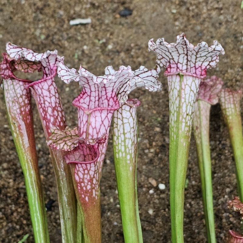 

Sarracenia Pink Thing x Leucophylla (diflora)
