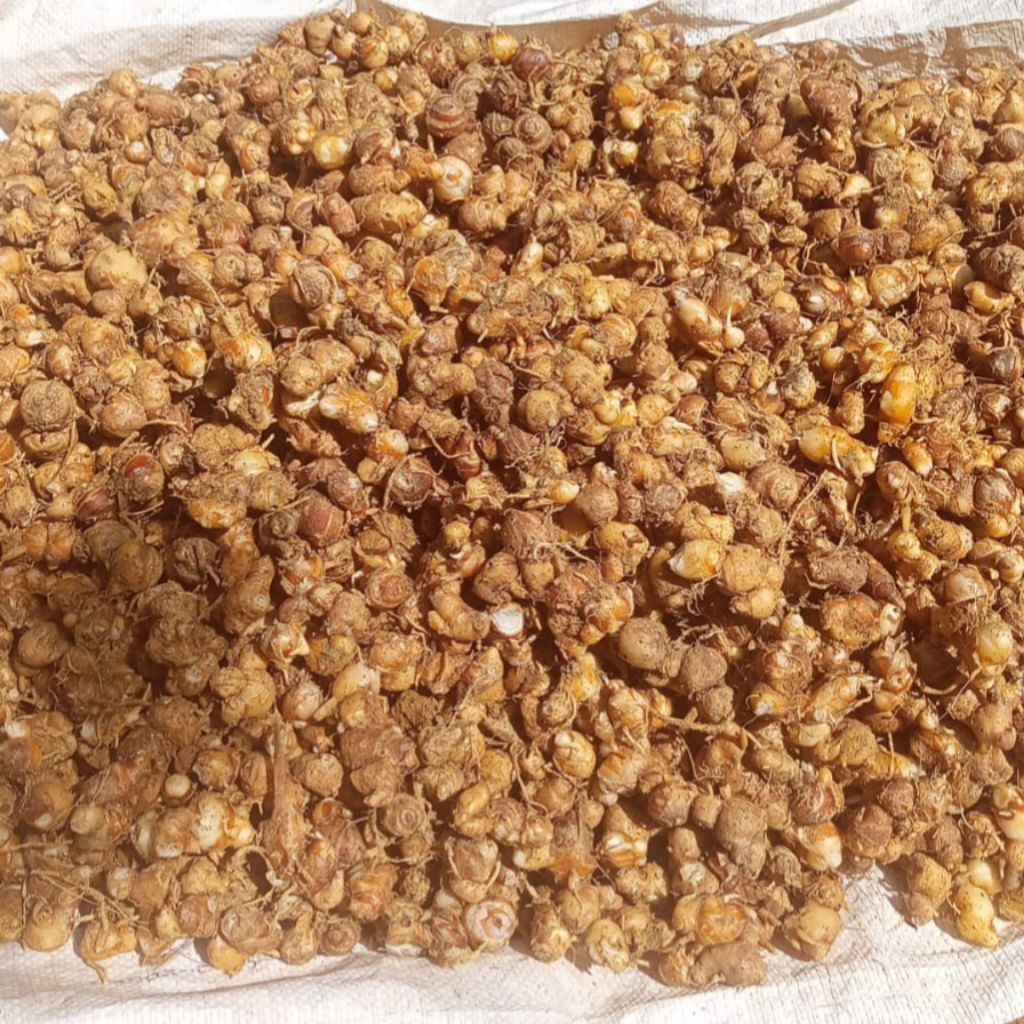 

Kencur segar 1kg kencur fresh kencur tua wangi kencur rempah rempah