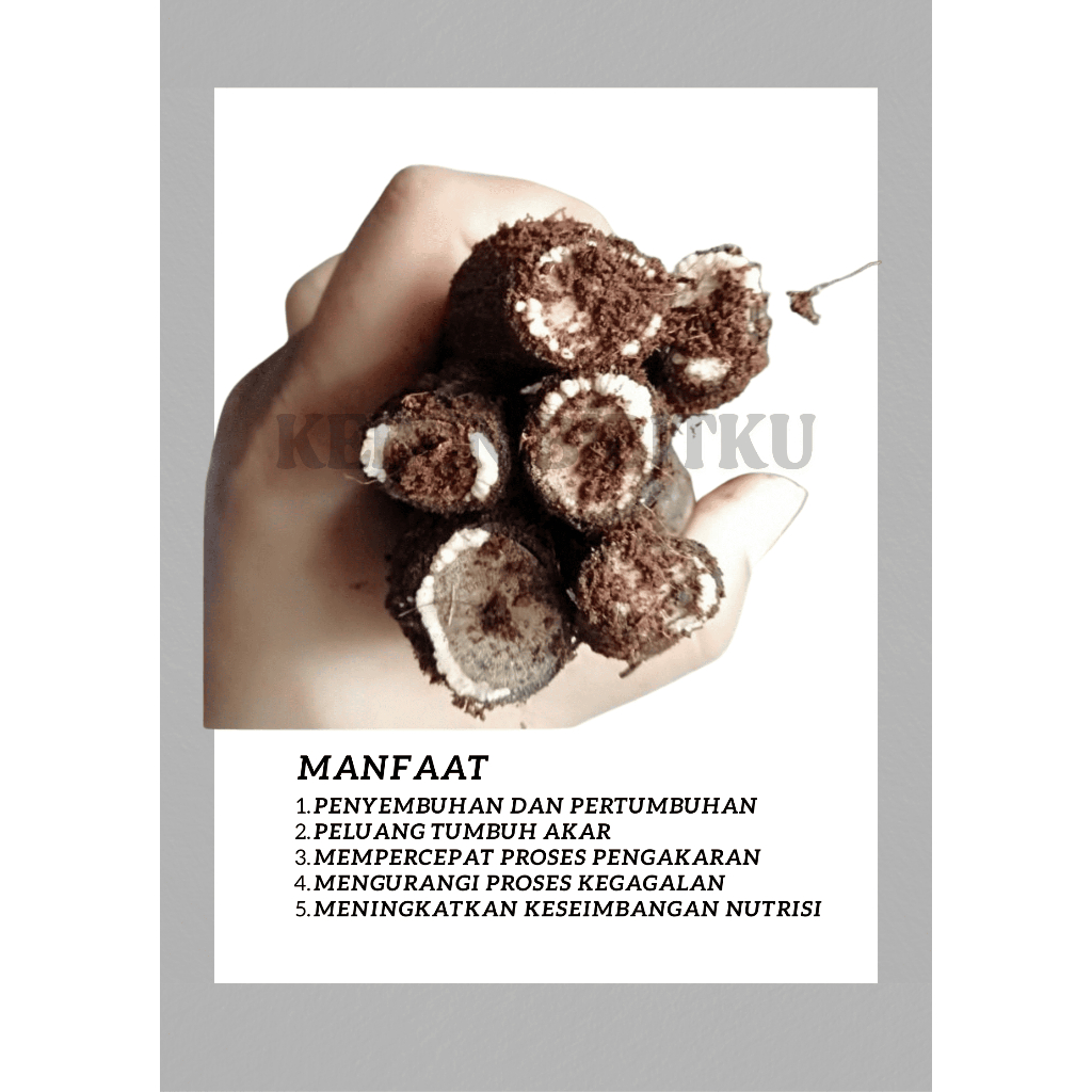 

Cutting/Rootstock Berkalus (batang bawah anggur) siap sambung (satuan)