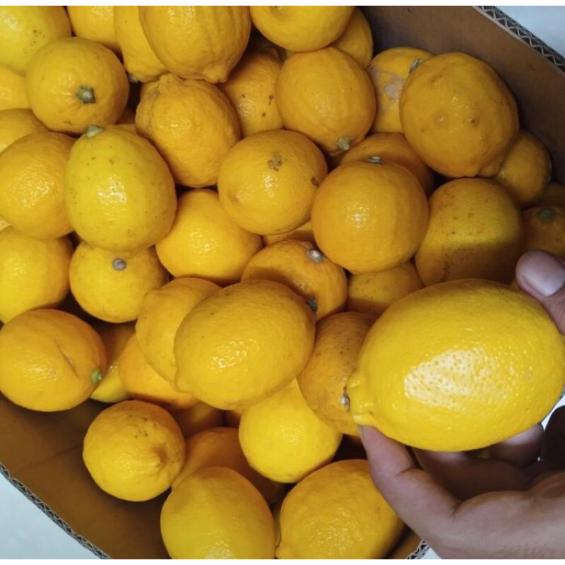 

Jeruk Lemon Peras Super Kuning Per 2kg Minuman Segar - Mama, Meal, Fat, Jamu, Etawa, Food, Ramuan, Permen, Bagus buah Frozen Makanan Zuriat