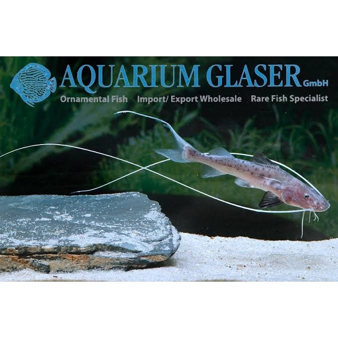 Ikan Hias Piraiba Catfish Predator Air Tawar Langka Jumbo Eksotis Amazon Import Koleksi Premium Lele