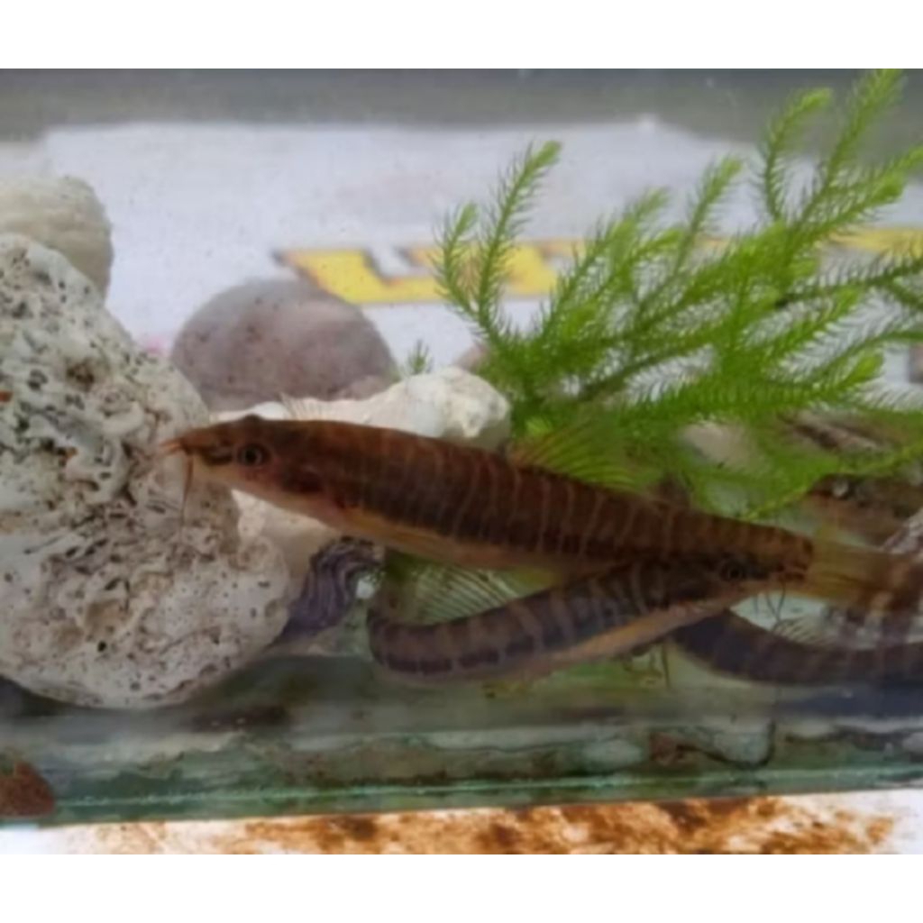 hiasan Aquascape ikan uceng isi 10e