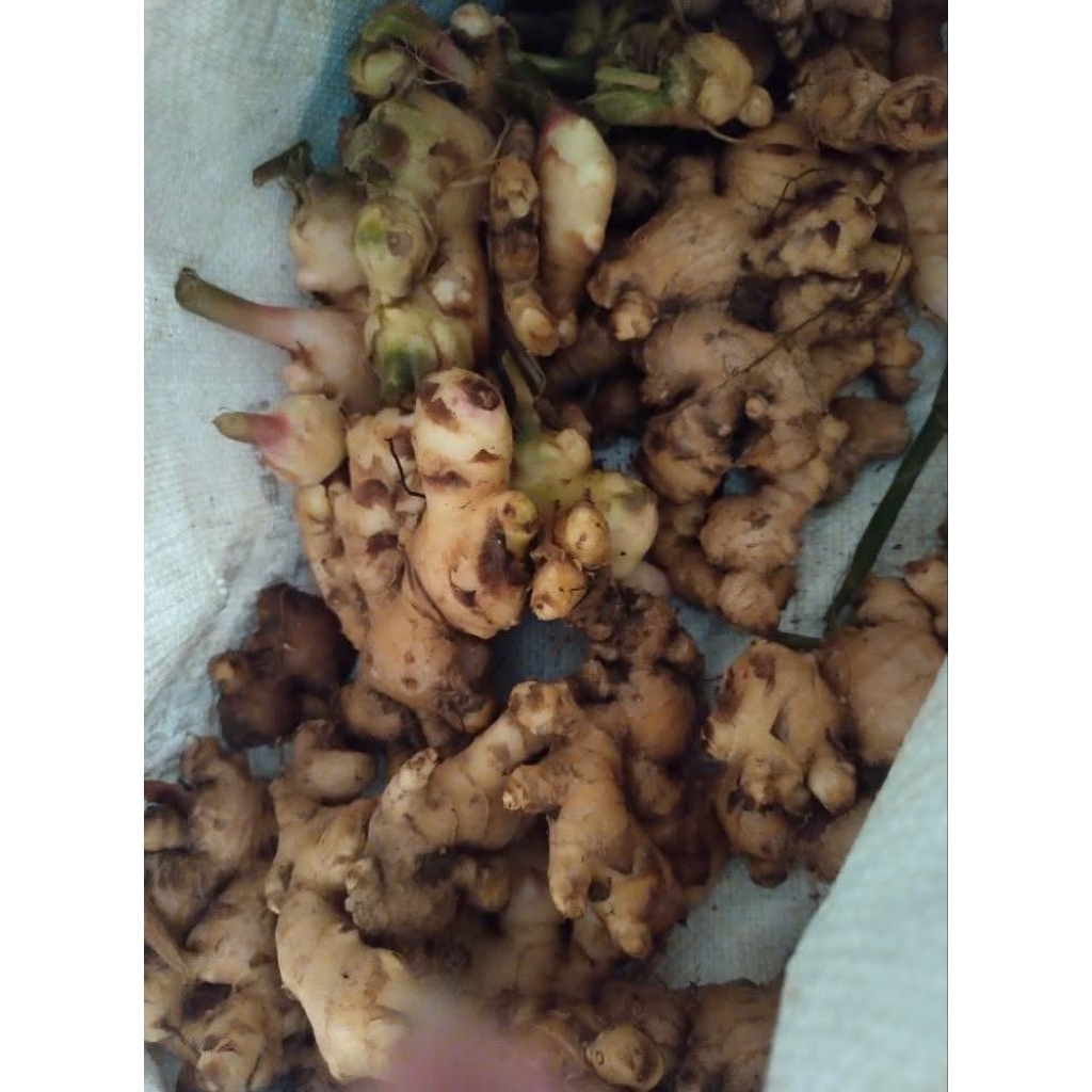 

jahe gajah 1kg