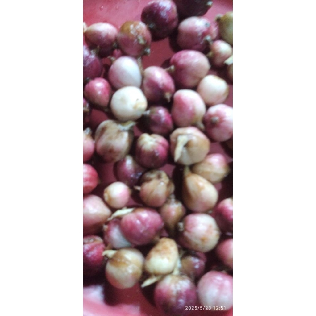 

kapol basah segar 100g