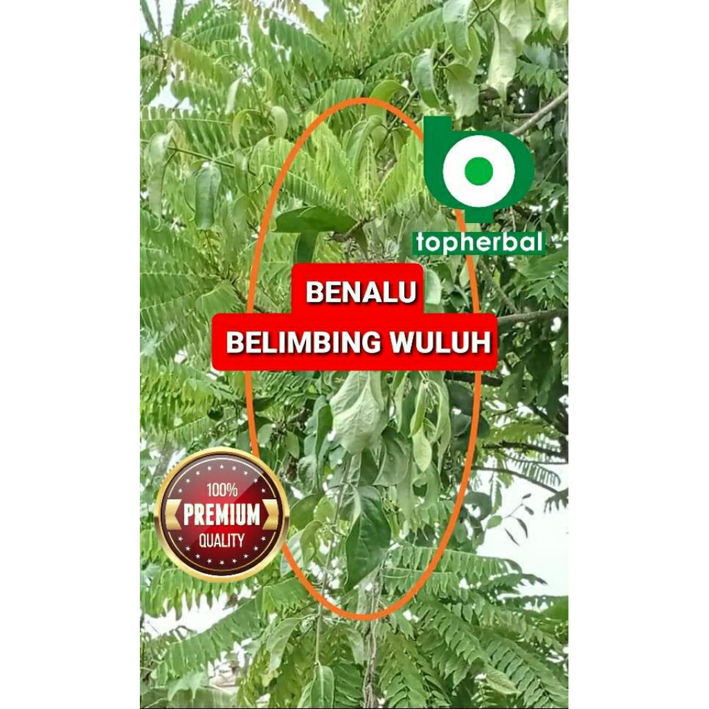 

Daun benalu belimbing wuluh kering hijau grade A+ 1kg/1000gram