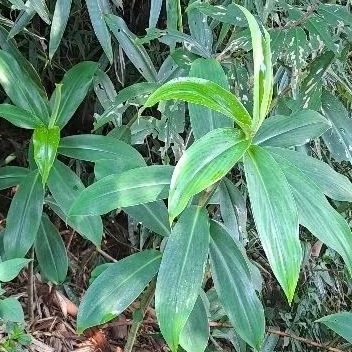 

Daun Pacing segar 1 kg di petik setelah orderan masuk