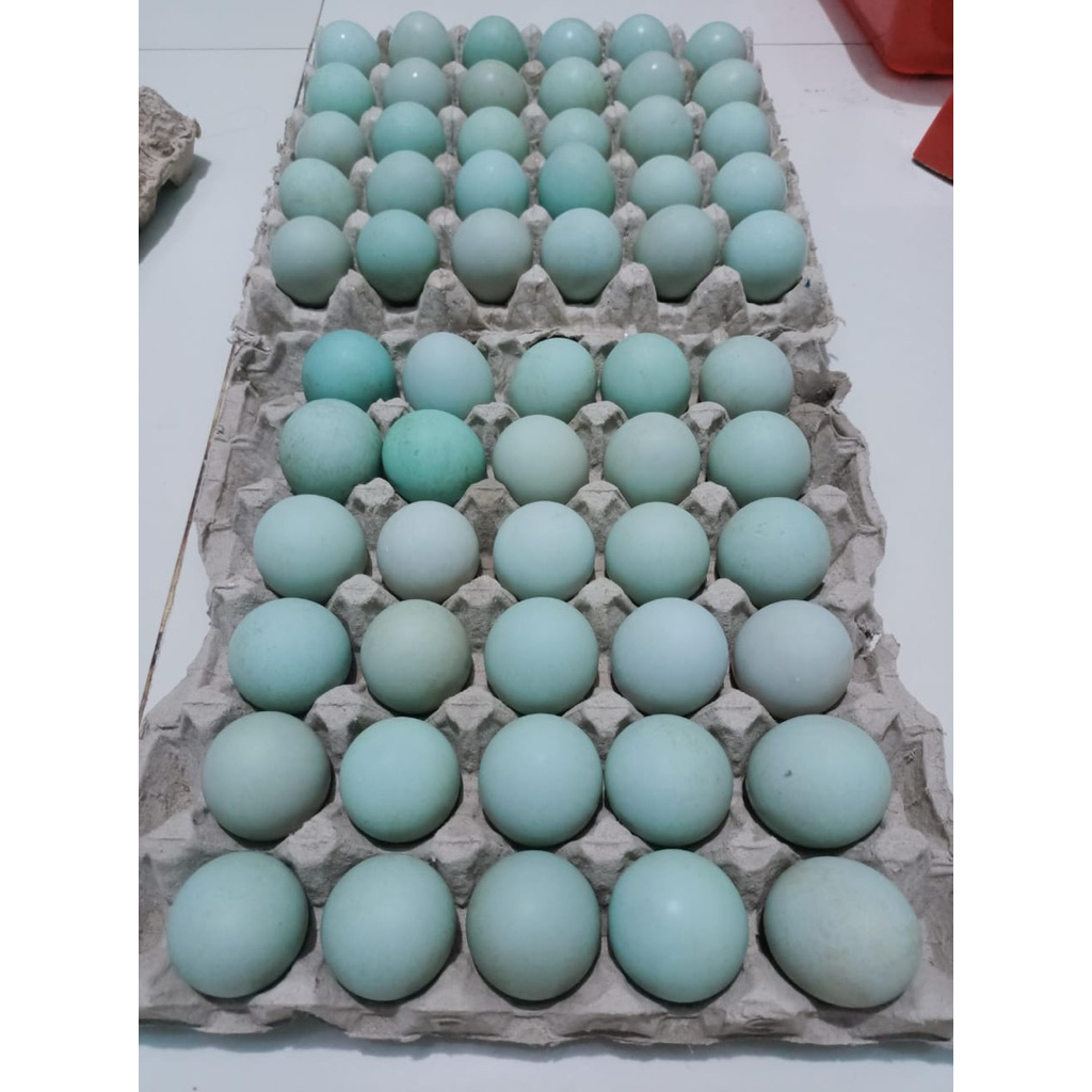 

Telur Bebek OMEGA / MENTAH
