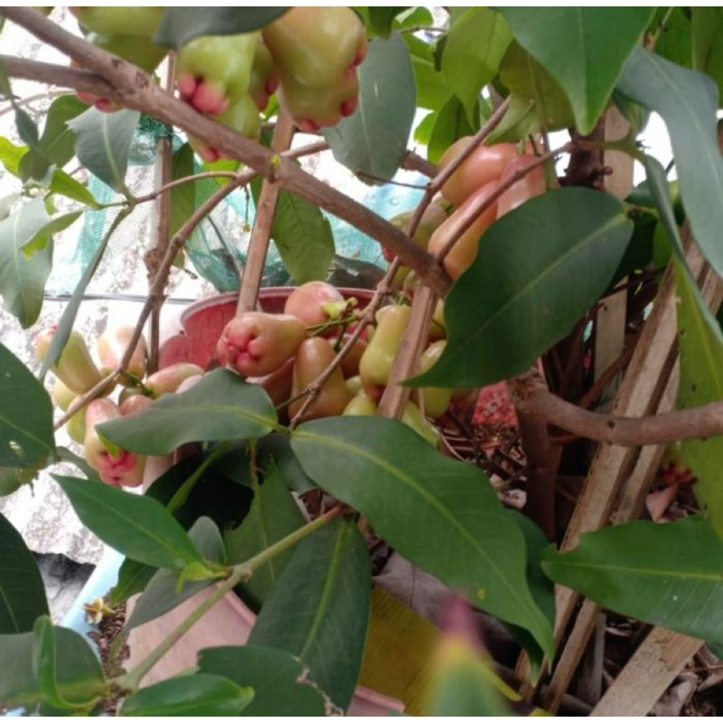 bibit buah jambu air pohon jambu tanaman jambu sudah besar rimbun