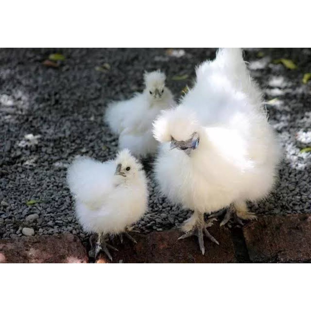 telur ayam kapas. minat anakan silahkan japri