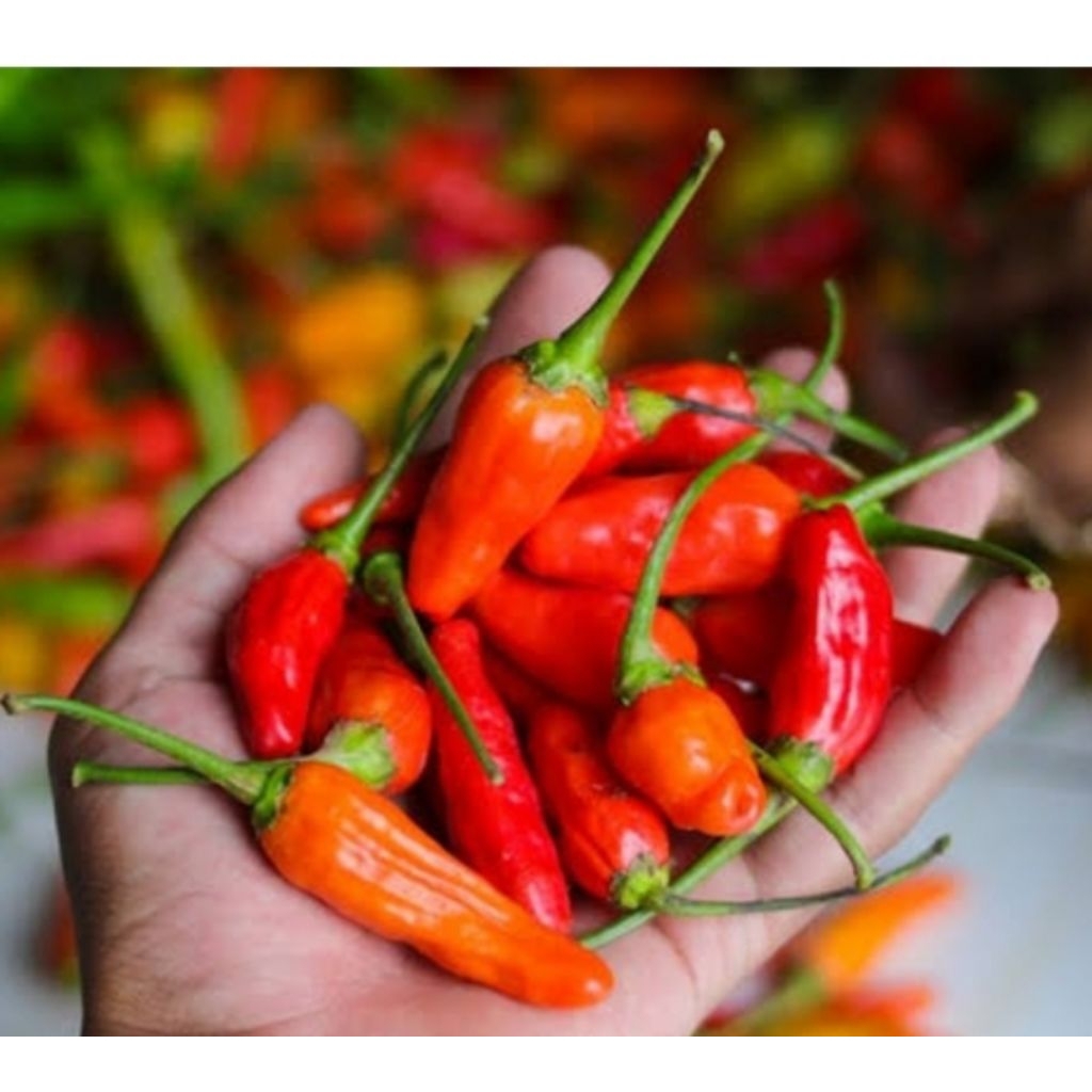 

rawit merah asli Pangalengan termurah