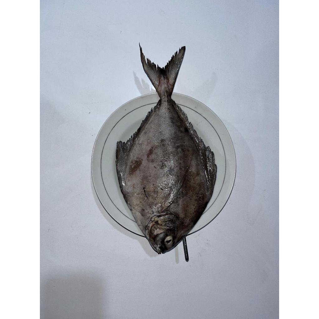 

Ikan Bawal Hitam Frozen 1 KG