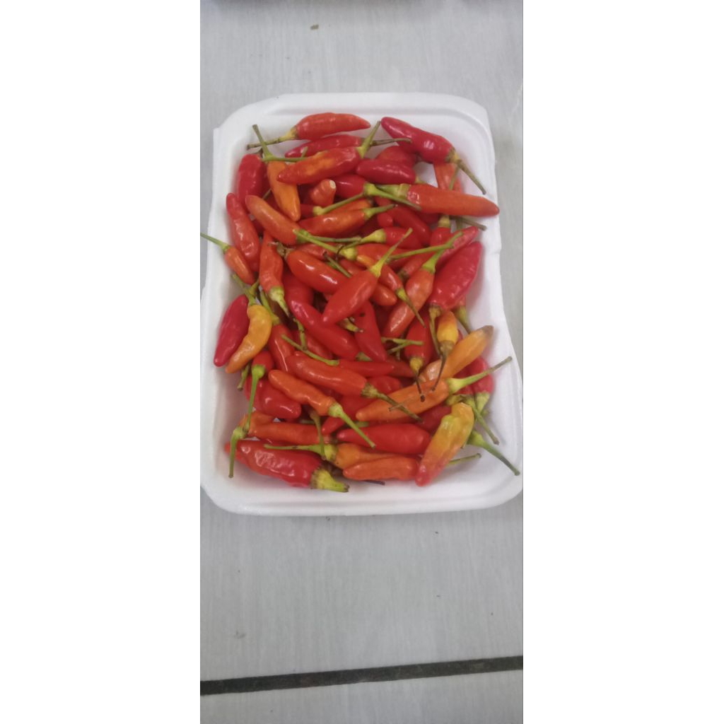 

cabe rawit ori