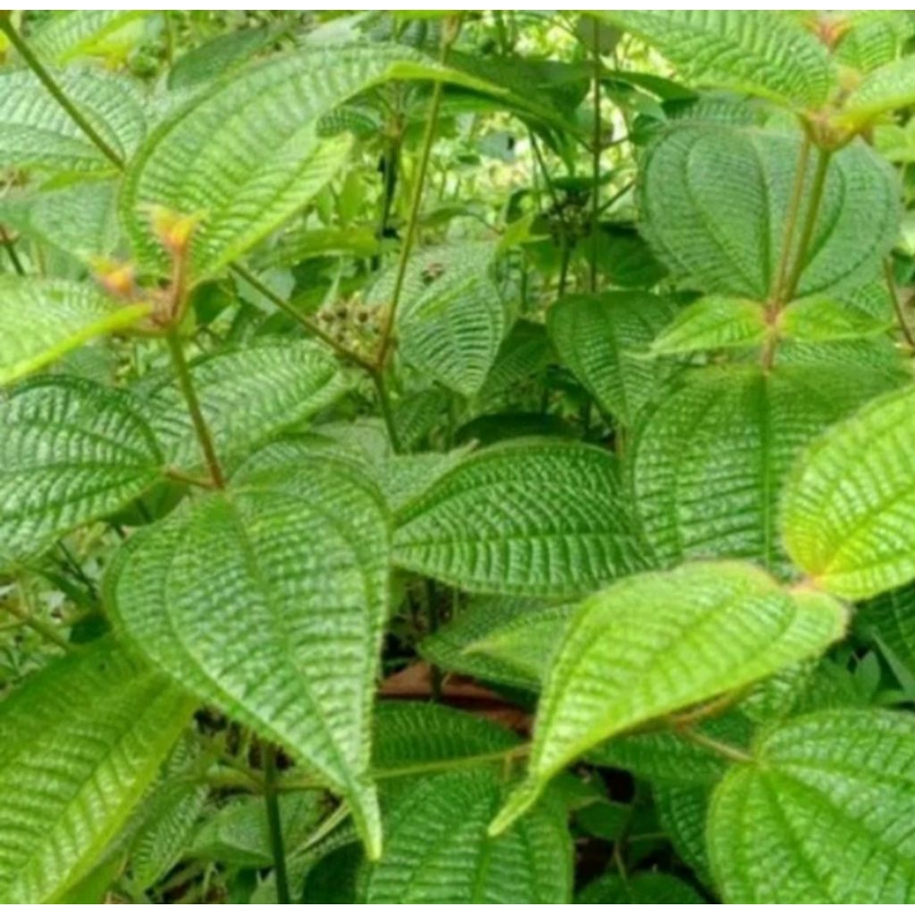 

Daun harendong bulu (obat herbal)