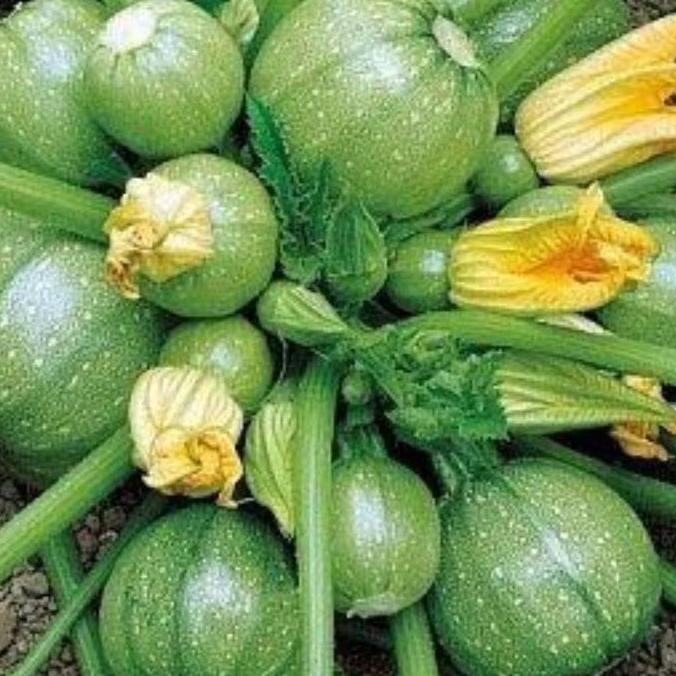 BENIH/BIJI ZUCCHINI BULAT HIJAU (5 butir)