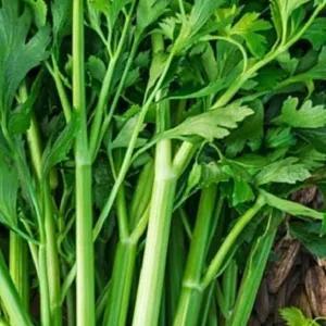 

Daun Seledri 100gram