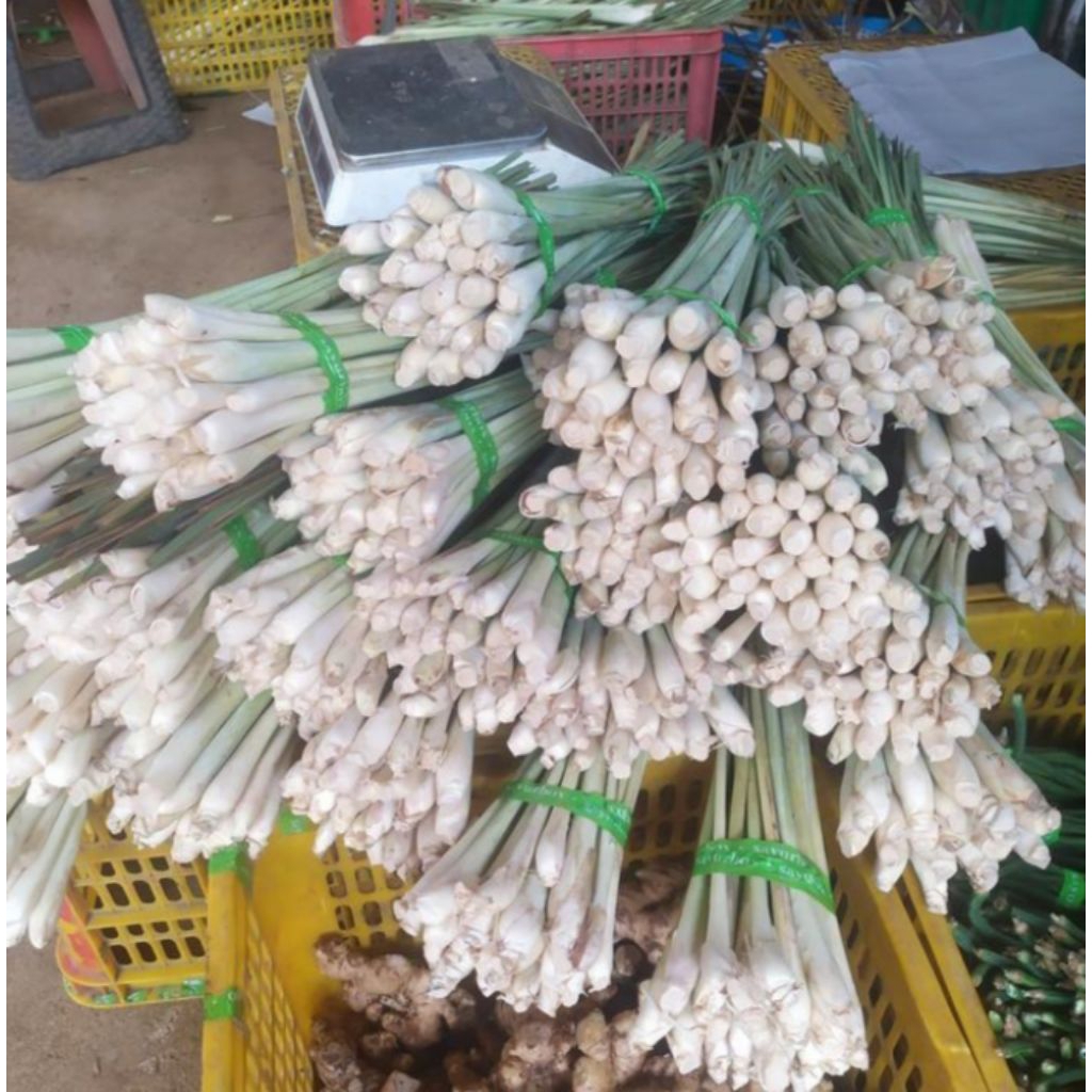

PROMO TERMURAH SERAI SEGAR 250g
