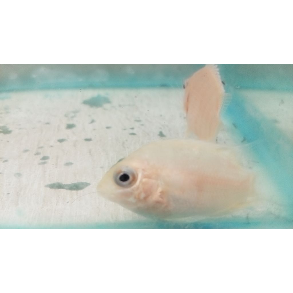 golden severum cichlid | hiasan akuarium