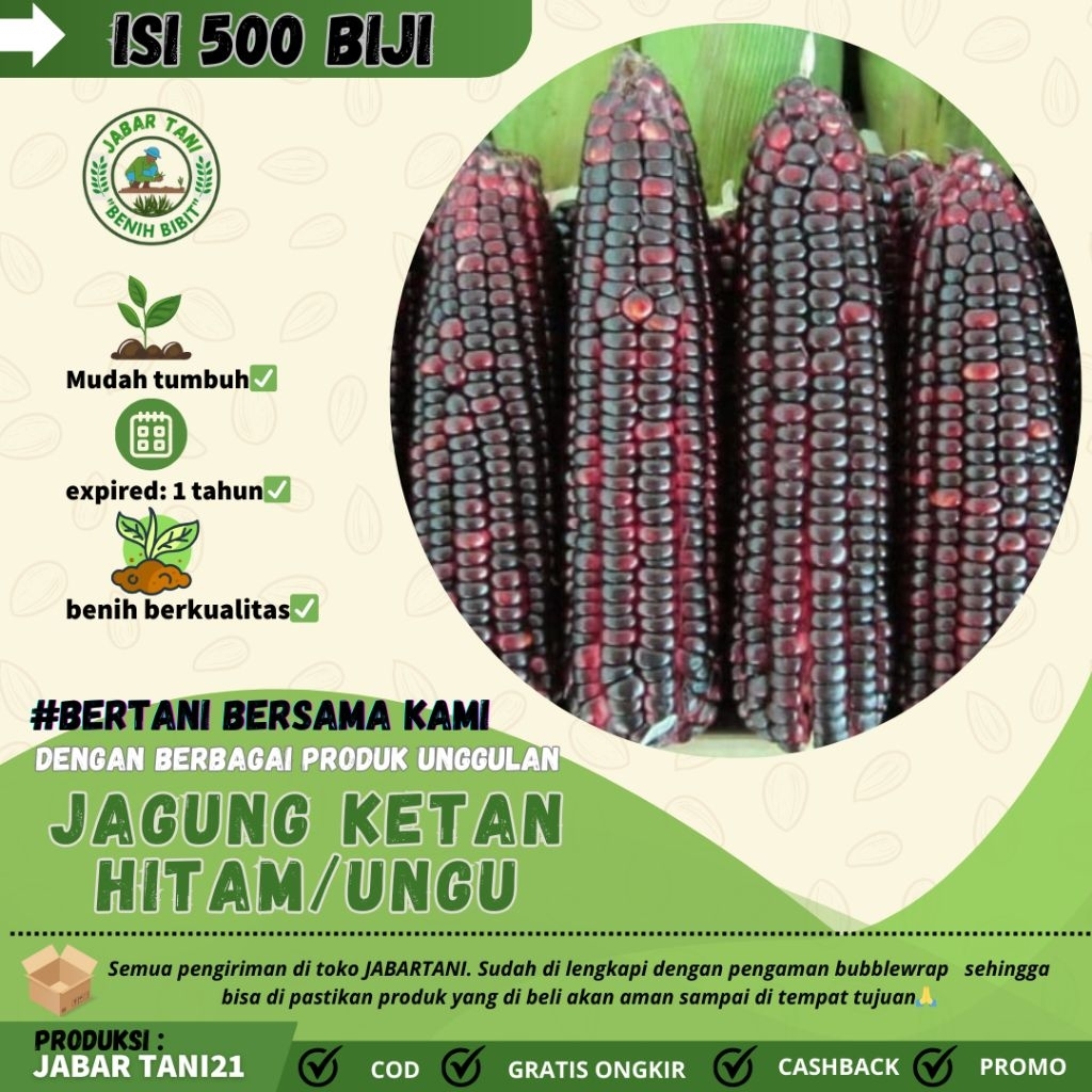 

500 biji > BENIH BIJI JAGUNG UNGUJAGUNG KETAN HITAM MUDAH BERKECAMBAH