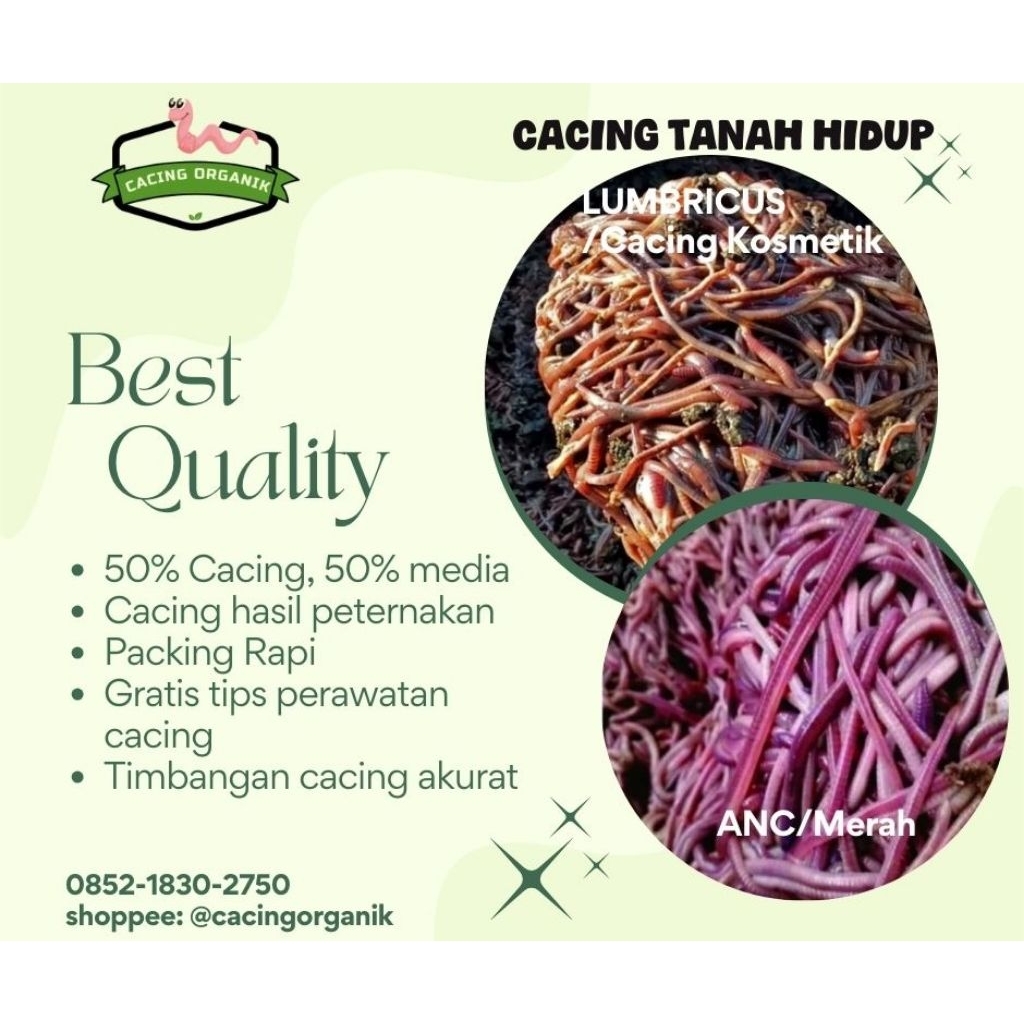 Cacing Tanah Lumbricus Rubellus / Cacing kosmetik / Cacing Obat Tipes