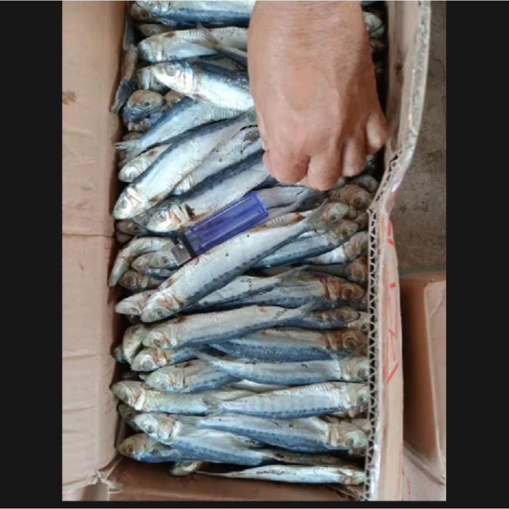 

ikan asin japu Fress langsung dari laut, harga kemasan 1 kg size jumbo. enak n gurih tidak terlalu asin