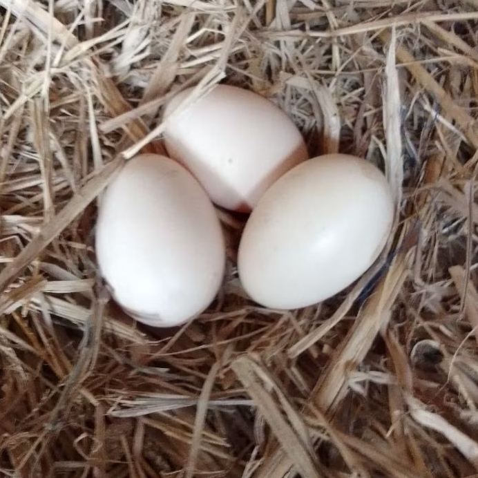telur ayam pama iq ori bisa di tetaskan