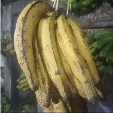 

pisang tanduk