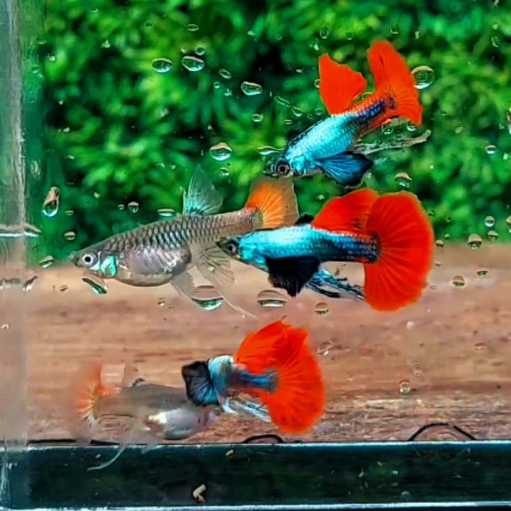hiasan aquarium guppy PRTDE RIBBON SATU PASANG