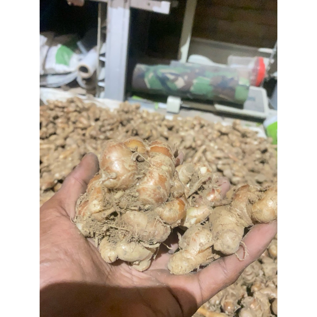 

kencur bersih segar murah 1 kg rempah segar bumbu dapur
