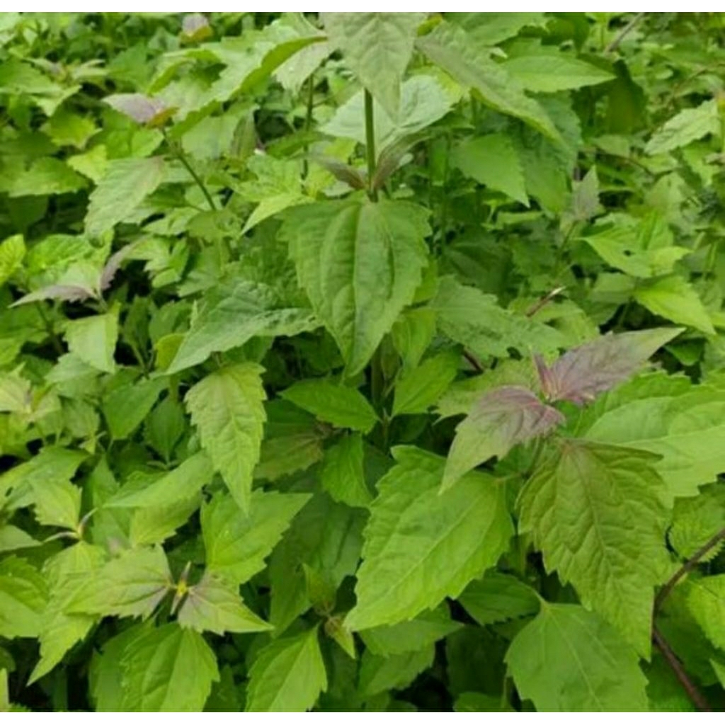 

200 GRAM DAUN MINJANGAN ATAU BALAKACIDA KIRINYUH SEGAR