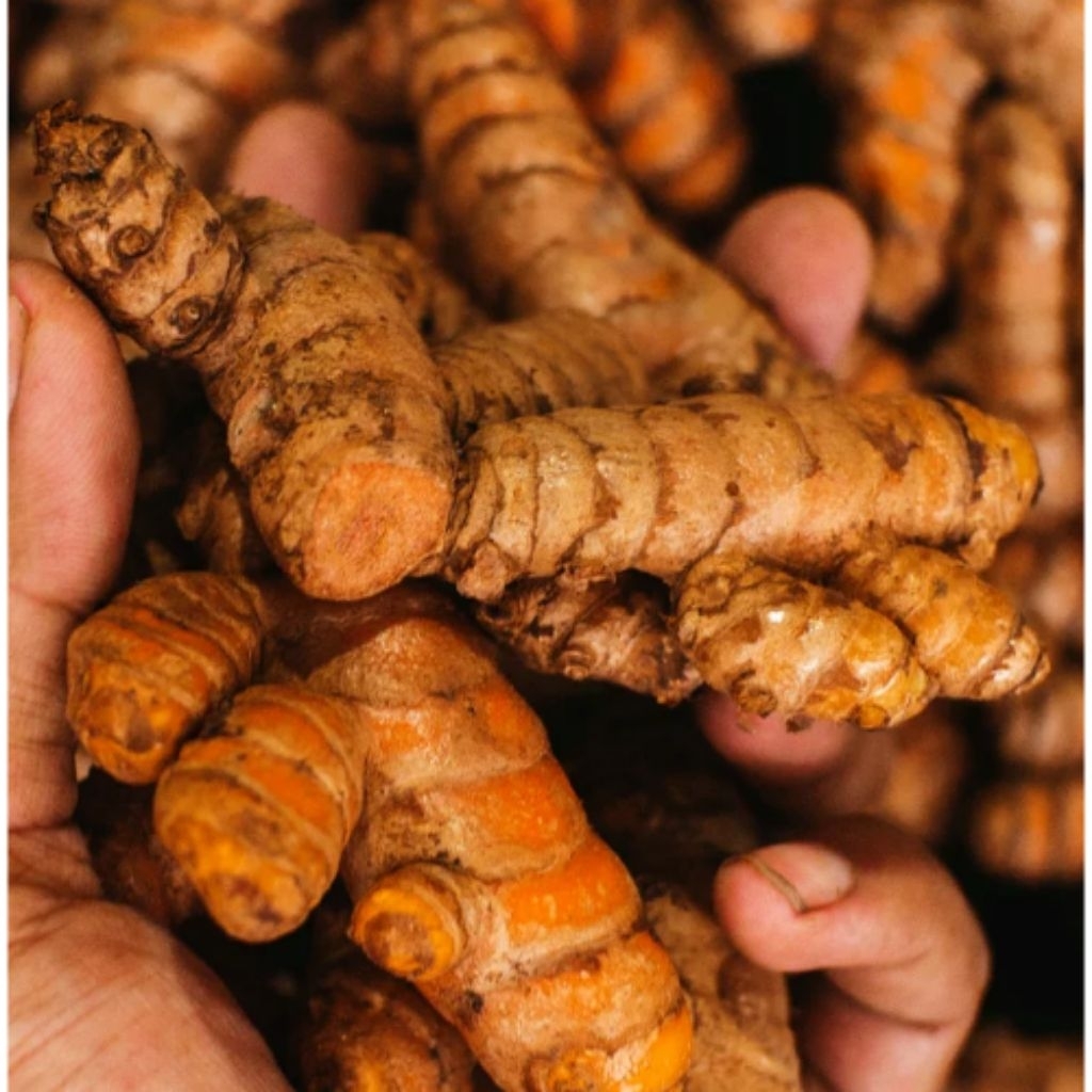 

Kunyit Kunir Segar 500gr