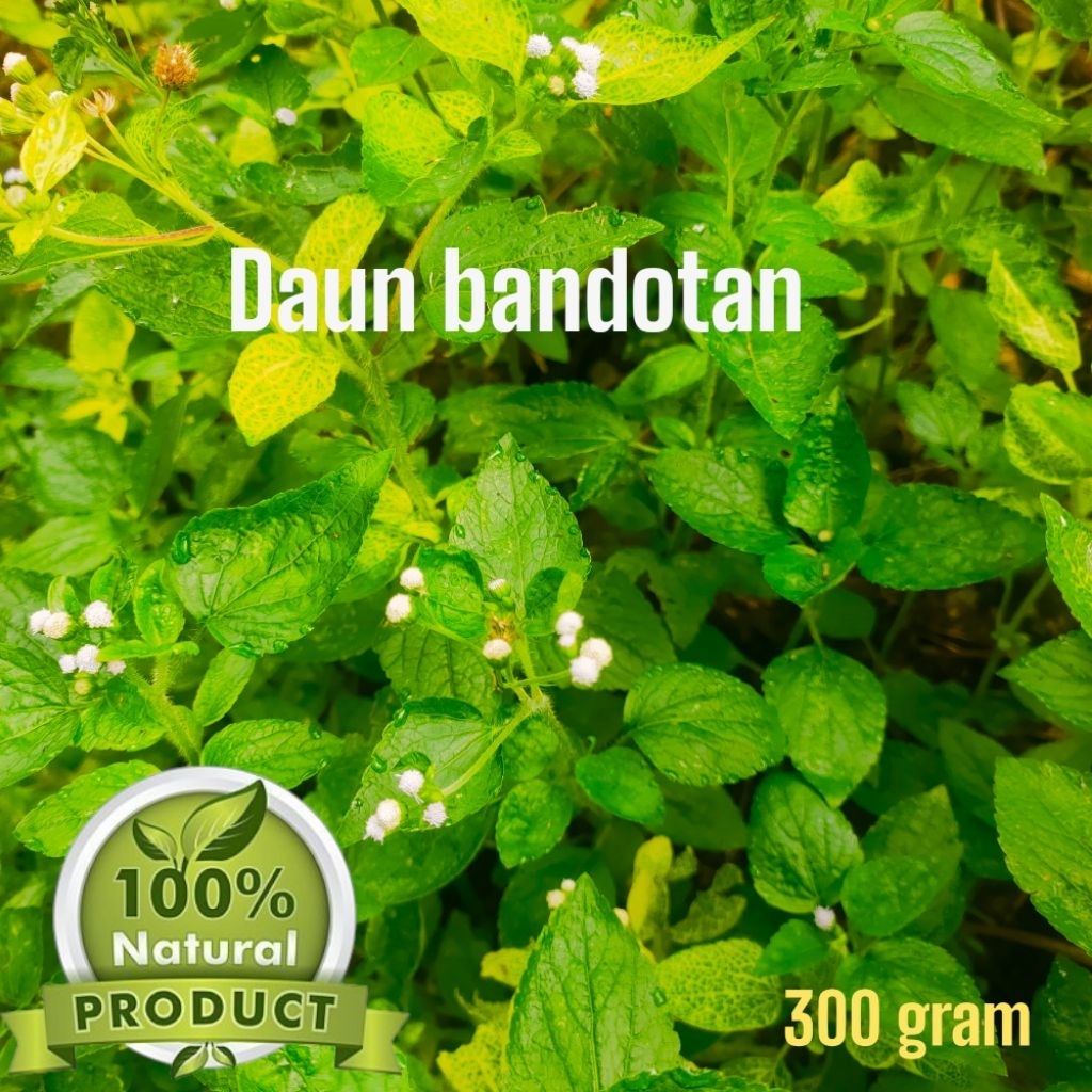 

Daun Bandotan Fresh 300gr – Obat Herbal Kista & Radang