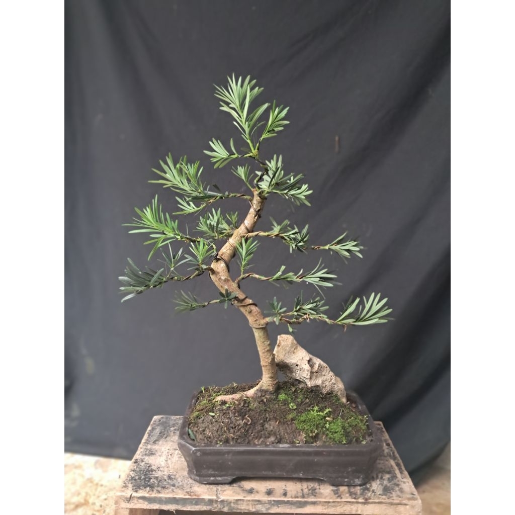 Bonsai Lohansung Daun Micro / Lohansung LidahBurung