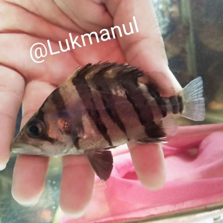 Ikan datz borneo 4 bar