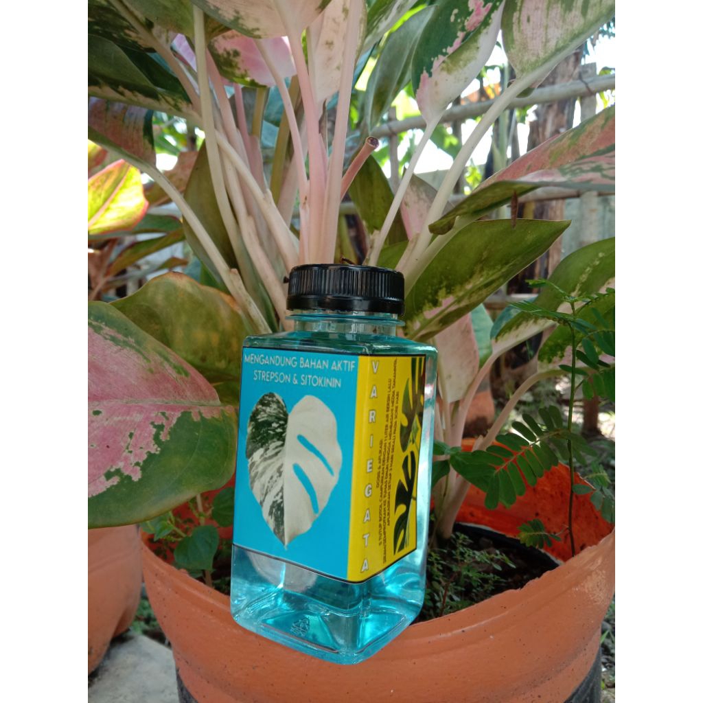 Khusus Reseller | 100 Botol Hormon Mutasi Variegata Permanen | Hormon Strepson Untuk Tanaman Hias