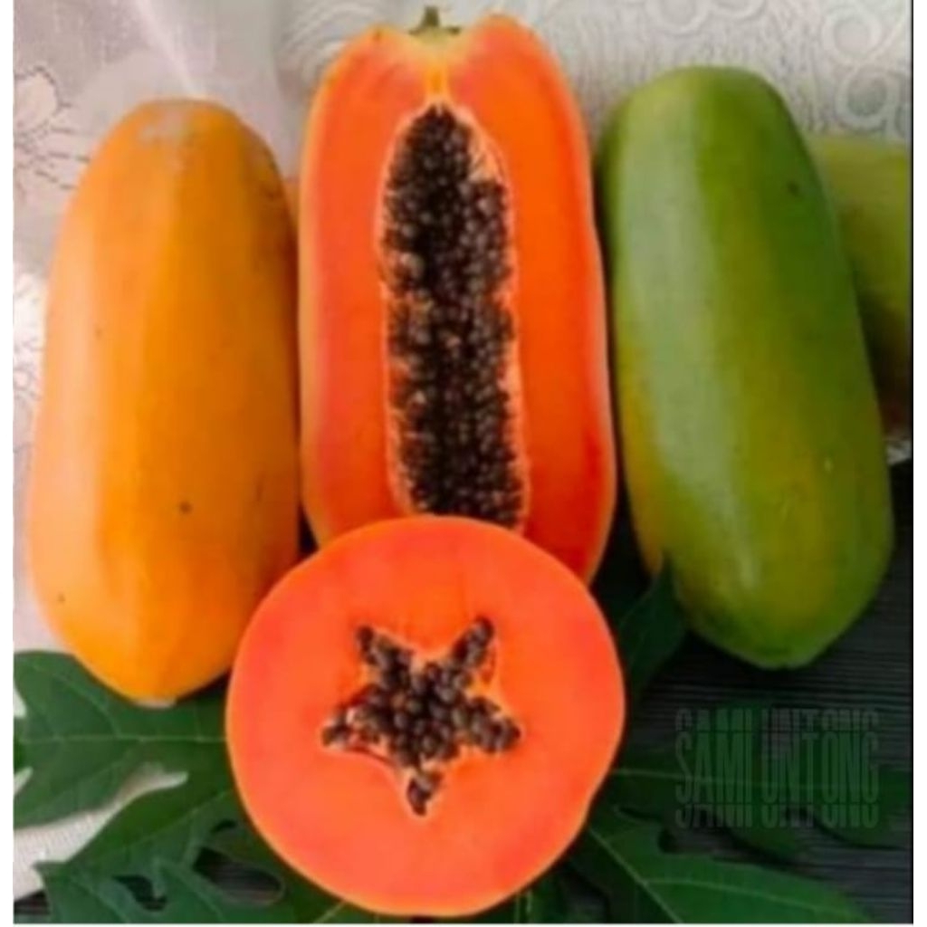 PROMO 25+ BIJI BENIH PEPAYA CALIFORNIA MADU