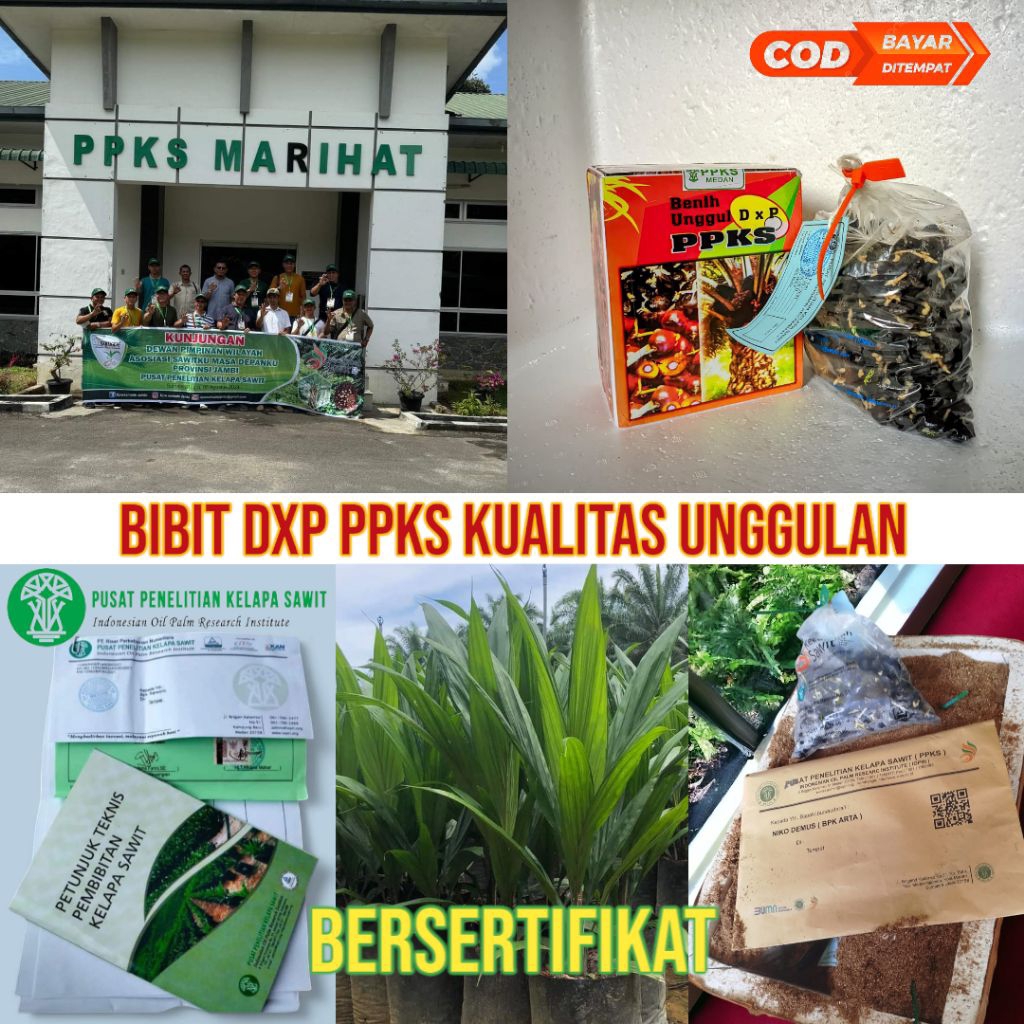 Bibit Benih kecambah Sawit PPKS 239 Unggul Bersertifikat Resmi | Benih Kelapa Sawit Original DxP | S