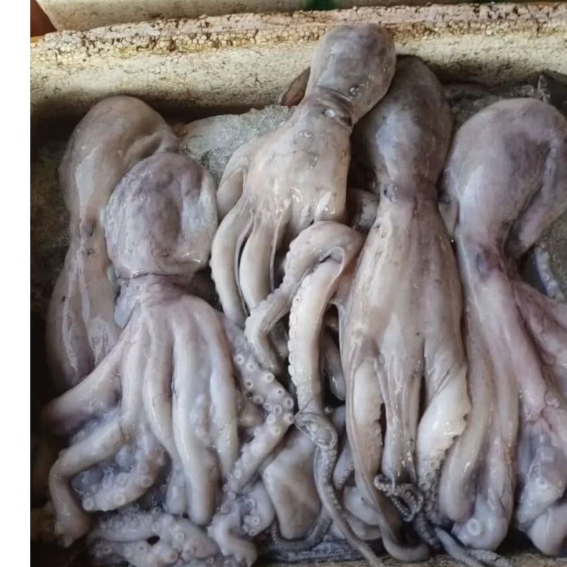 Gurita Kipang gurita besar Gurita hasil laut segar