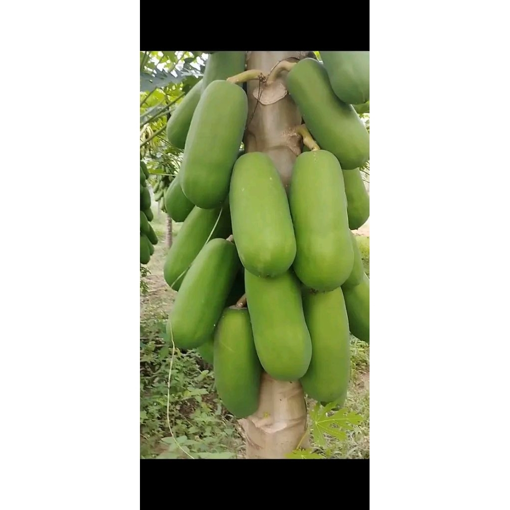 

buah pepaya muda per 1kg