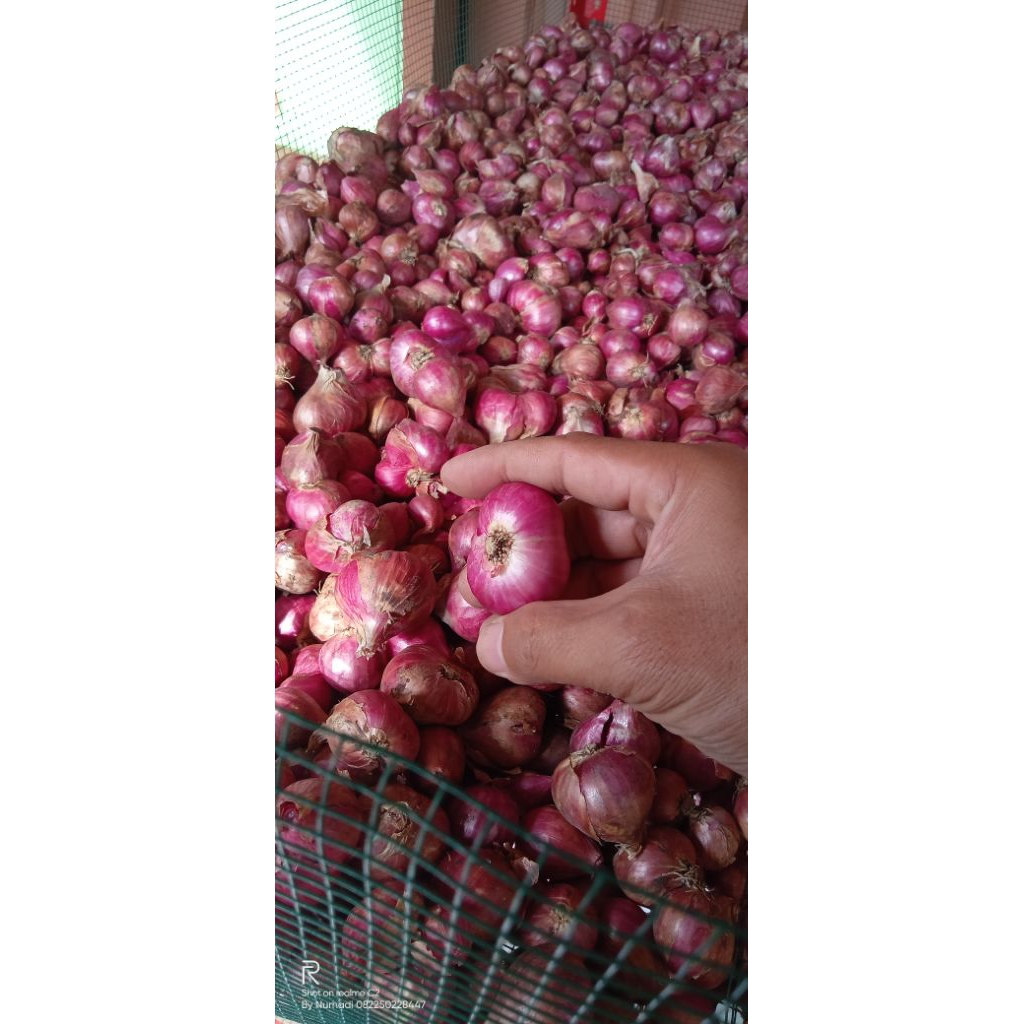 

bawang merah Probolinggo