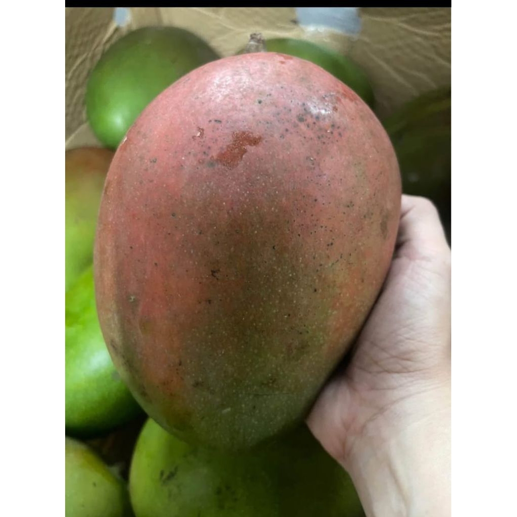 

Mangga Brazil