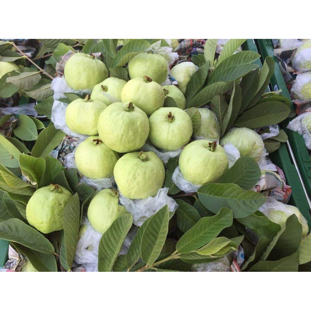 

Jambu Kristal atau Jambu Kluthuk kristal