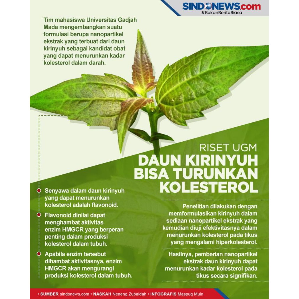 

Daun kirinyuh segar atau balakacida termurah untuk obat herbal pilihan terbaik berat bersih 1kg