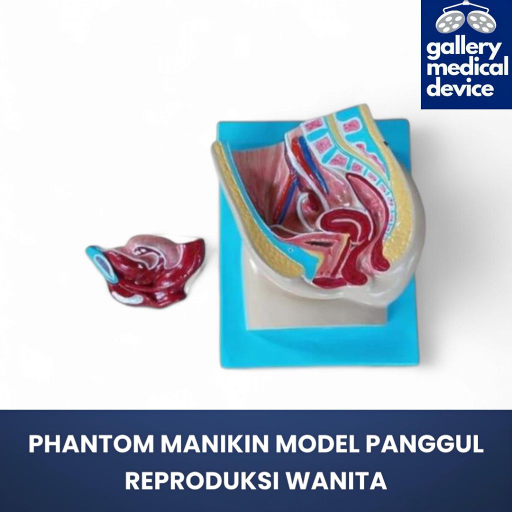 PHANTOM MANIKIN MODEL PANGGUL REPRODUKSI WANITA