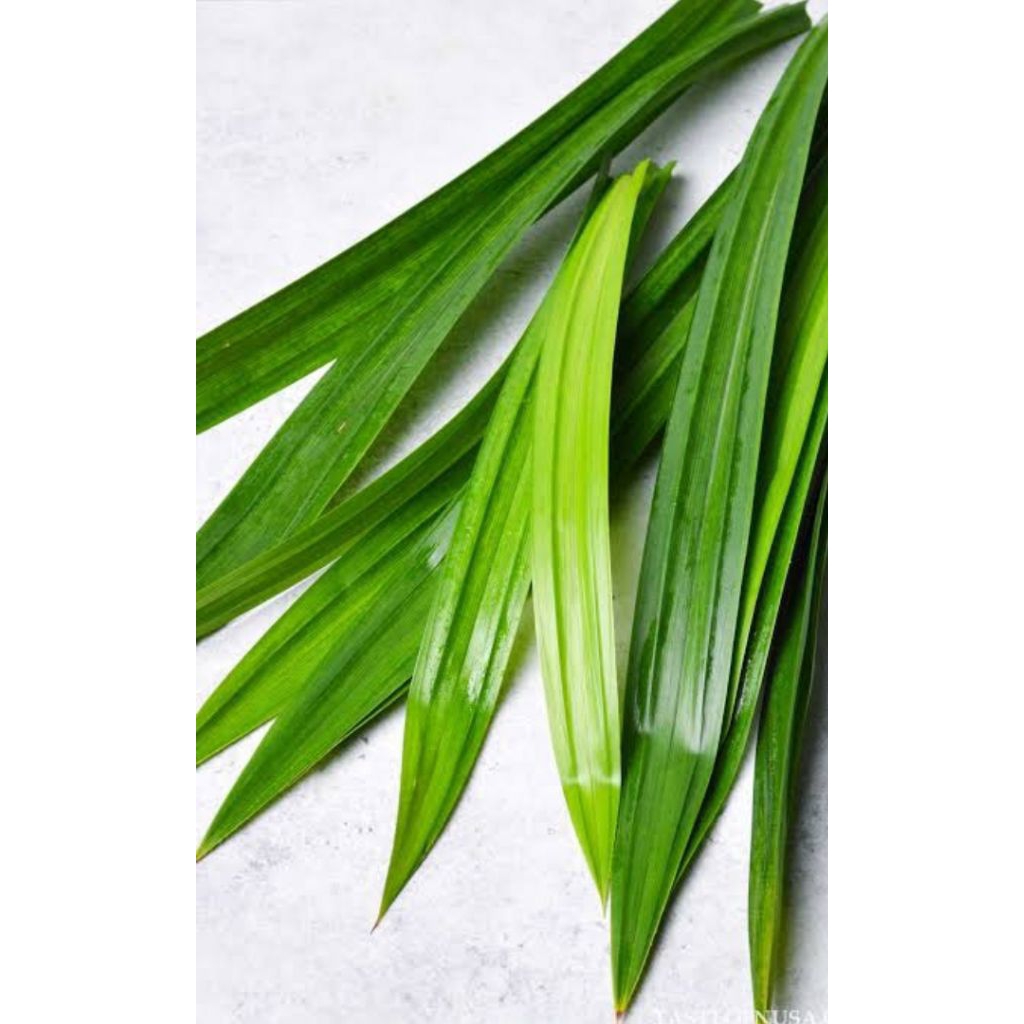 

Daun Pandan hijau