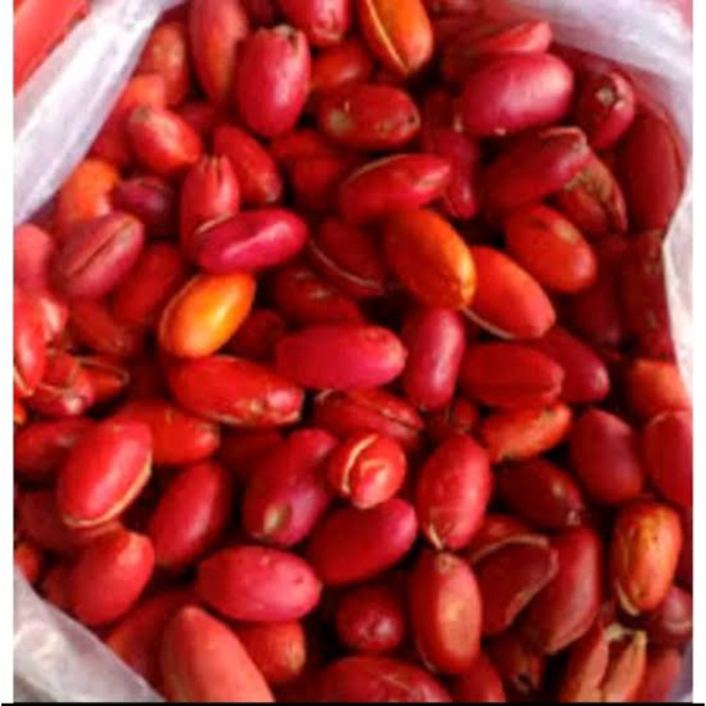 

Kulit Melinjo Murah/Cangkang Melinjo