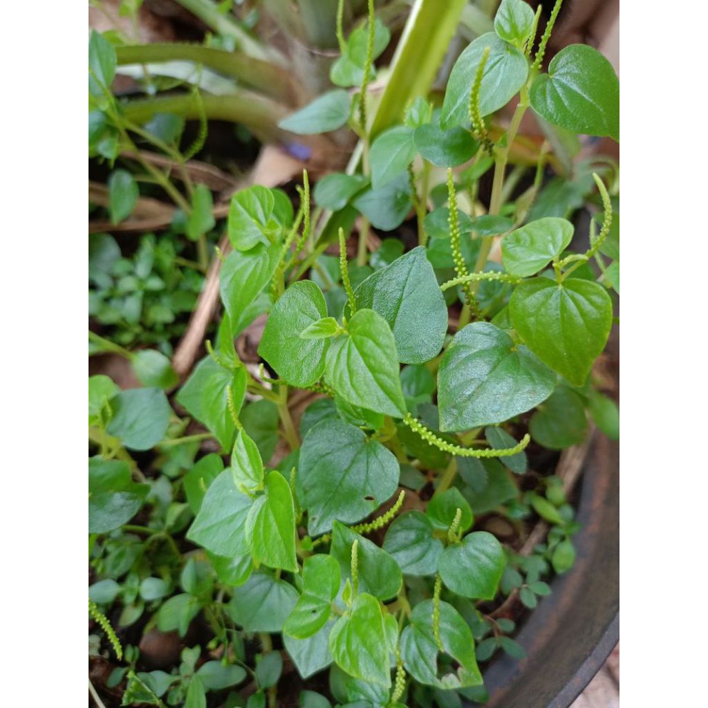 

Sirih cina/Daun ketumpang air /peperomia pellucida 250gr